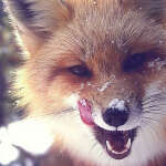 @klarin-fox