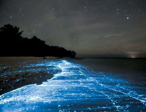 Поплавать со светящимся планктоном в океане