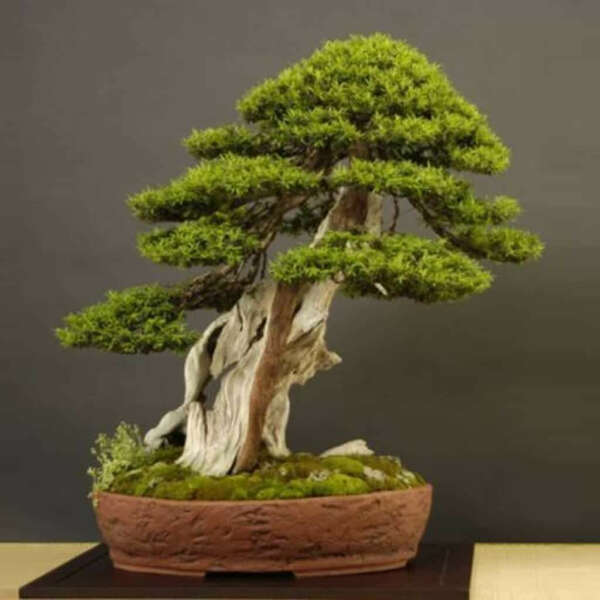 Japanese Yew – Taxus cuspidata