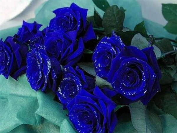 букет 17 синих роз