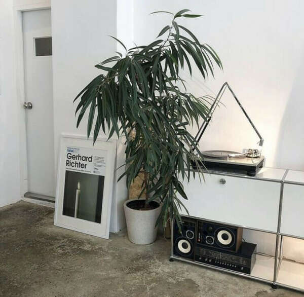 Офигевшая комнатная пальма