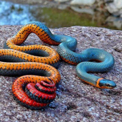 Завести много красивых змей