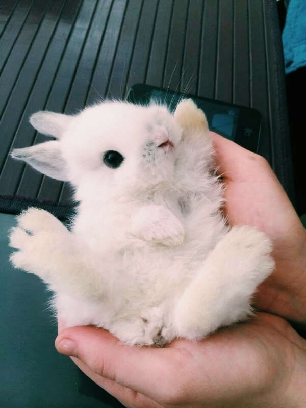 Кролика