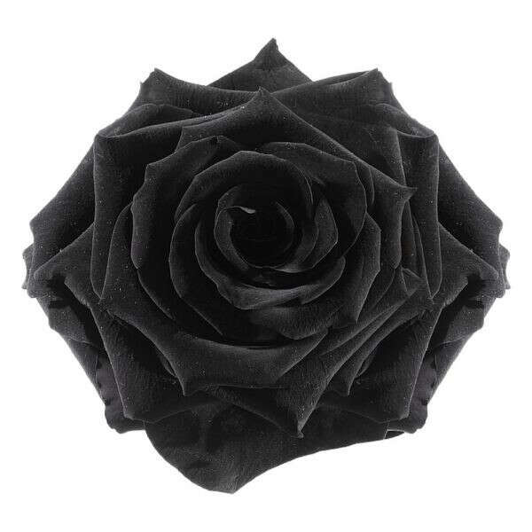 Black Preserved Rose • Magnaflor®