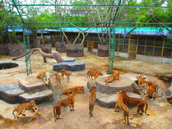 Тигриный зоопарк Tiger Kingdom на Пхукете