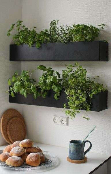 Herb garden on kitchen