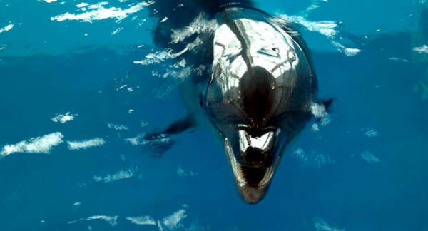 Где поплавать с дельфинами в Москве: новый Центр при «Москвариуме» на ВДНХ
