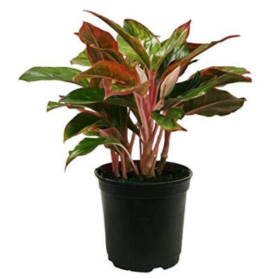 aglaonema