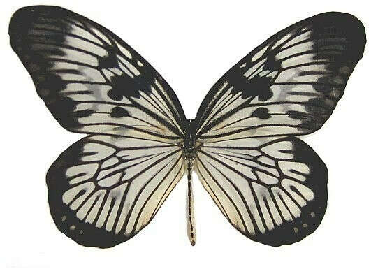 Бабочка Idea blanchardii в рамке