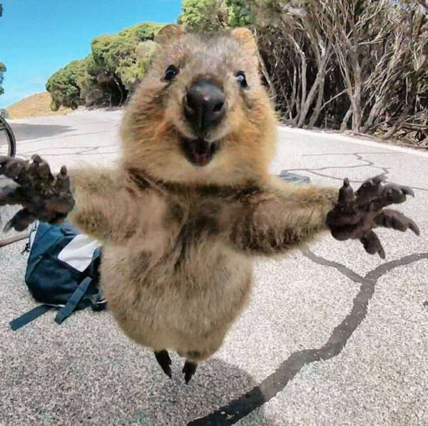 Rottnest Island, Australia