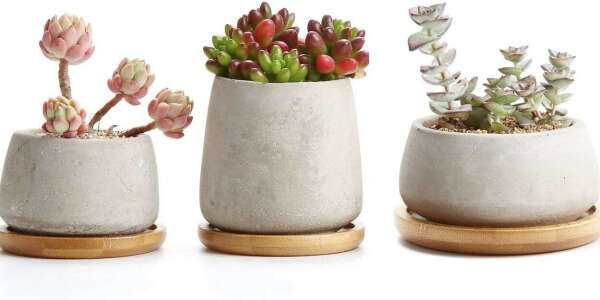 Cactus pots