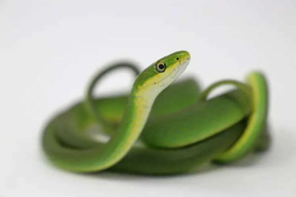 Smooth/rough green snake (зелёный травяной уж)