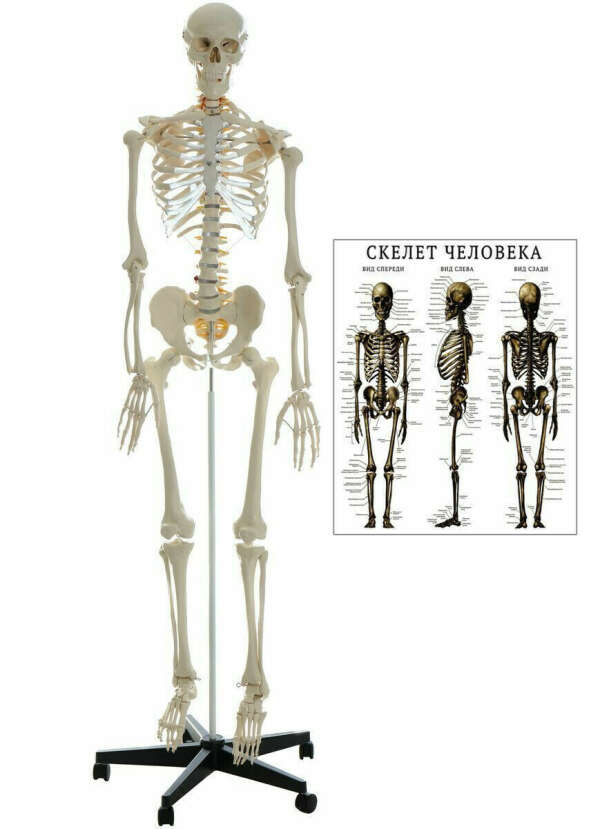 Скелет учебный анатомический 180 см, в полный рост, на штативе + Учебный плакат