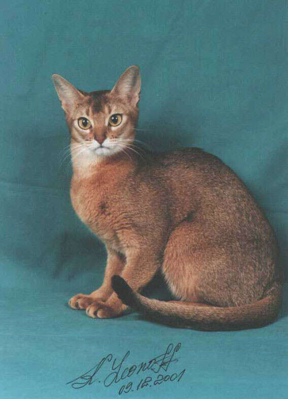 Абиссинская кошка (или кот) дикого окраса