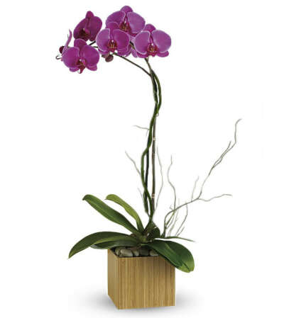 Stunning Sophistication Phalaenopsis Orchid