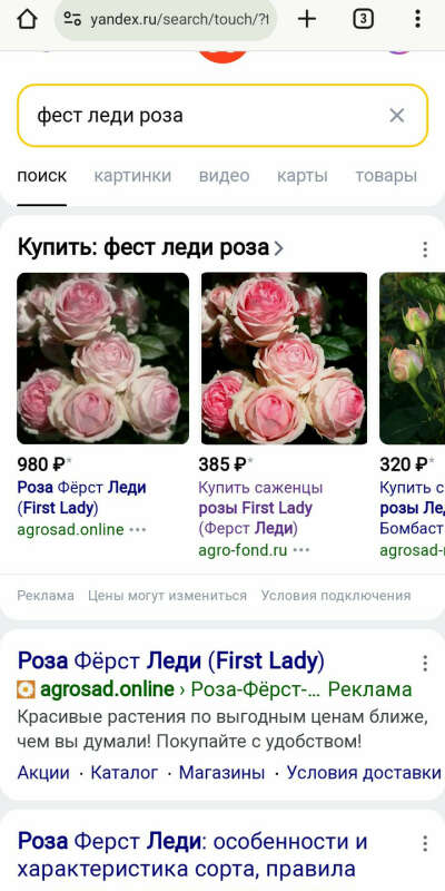 Роза Фест леди