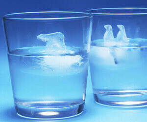 Polar bear ice cube molds