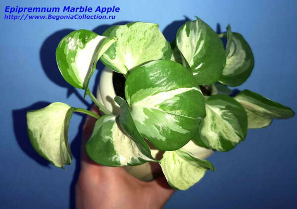 Эпипремнум Happy leaf / Marble apple