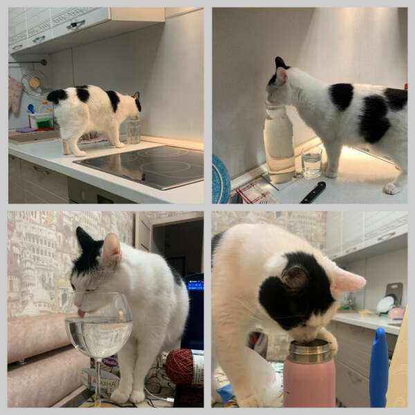 Питьевой фонтанчик для котиков