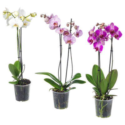 PHALAENOPSIS Roślina doniczkowa - Orchidea/2 łodygi 12 cm
