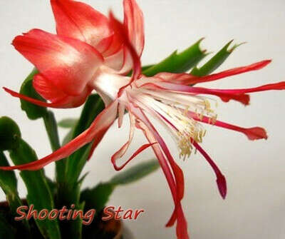 Shooting Star