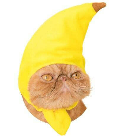 Шапочка-банан для кота!