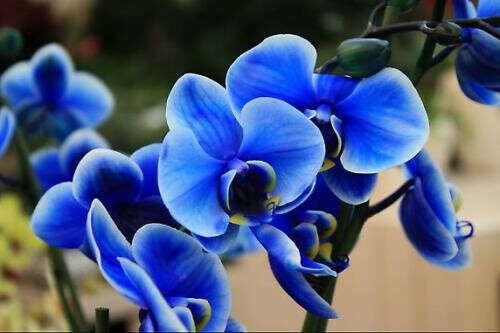 Синяя (голубая) орхидея