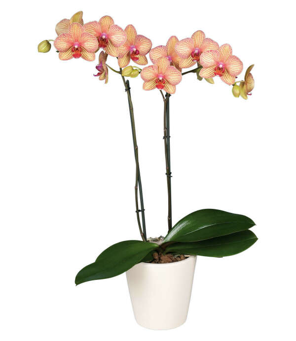 Орхидея Phalaenopsis BALDANS KALEIDOSCOPE