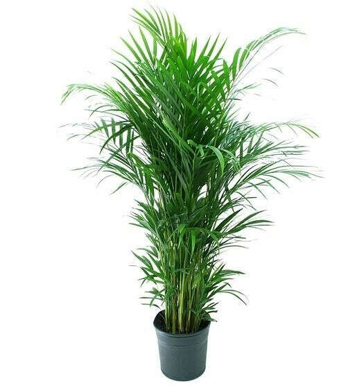 Areca Palm Live Plant