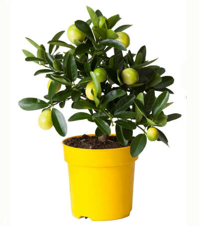 подрощенное лимонное дерево (возрастом 2 года)