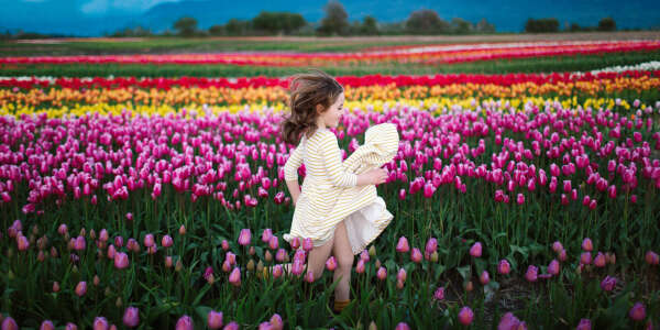Свозить маму в долину тюльпанов в Голландии