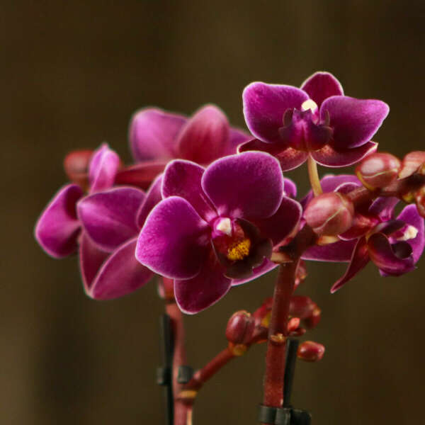 Орхидея Фаленопсис мини