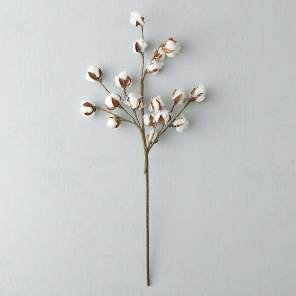 Dried Cotton Stem