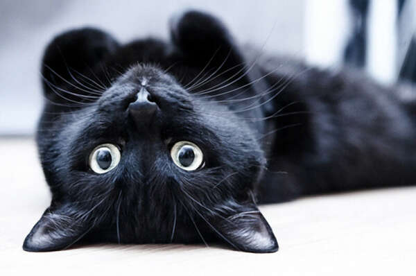 Чёрный кот!