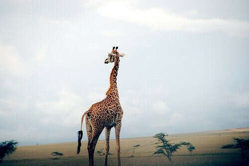 я хочу жирафа!