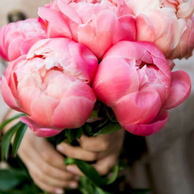 Bouquet of peonies