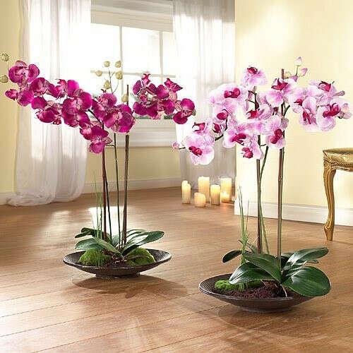 Выращивать орхидеи