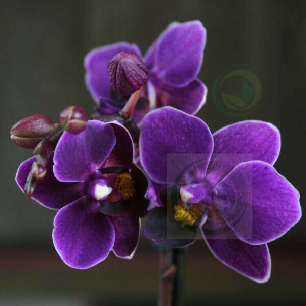 Орхидея Фаленопсис Мини Sogo Yenlin д7