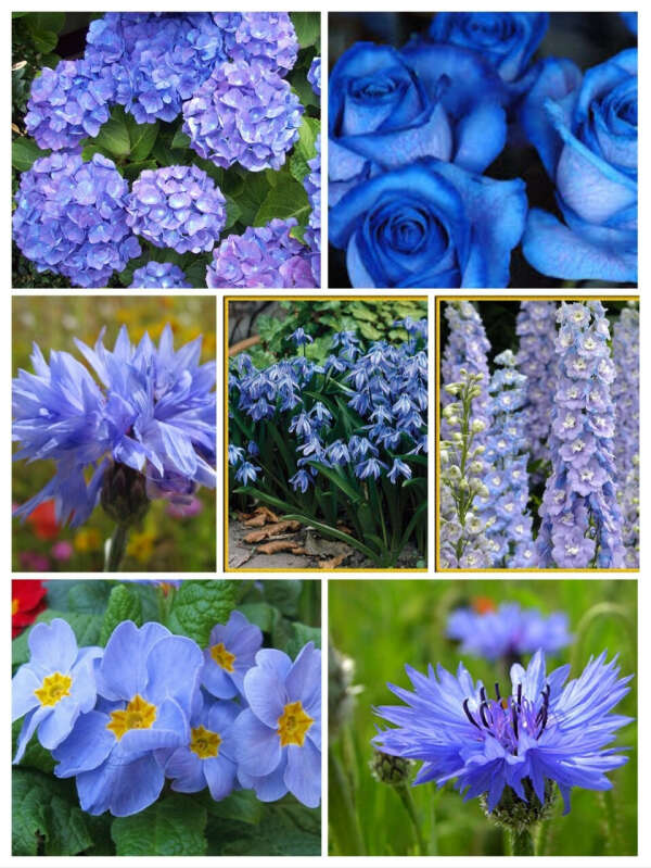 Синие цветы (не в горшке)