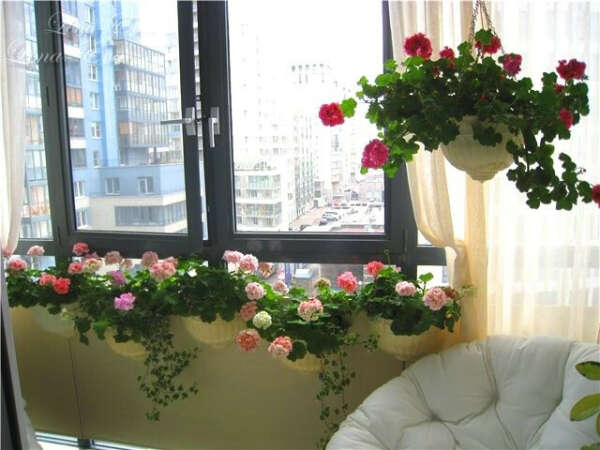 Цветочный сад на балконе