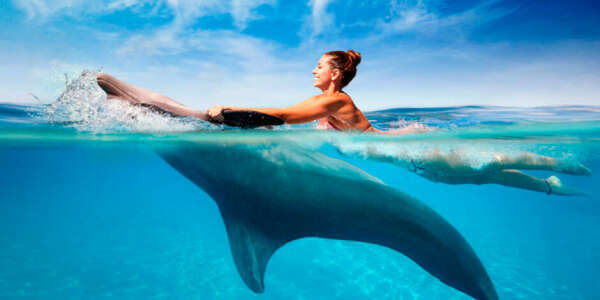 Поплавать вместе с дельфинами