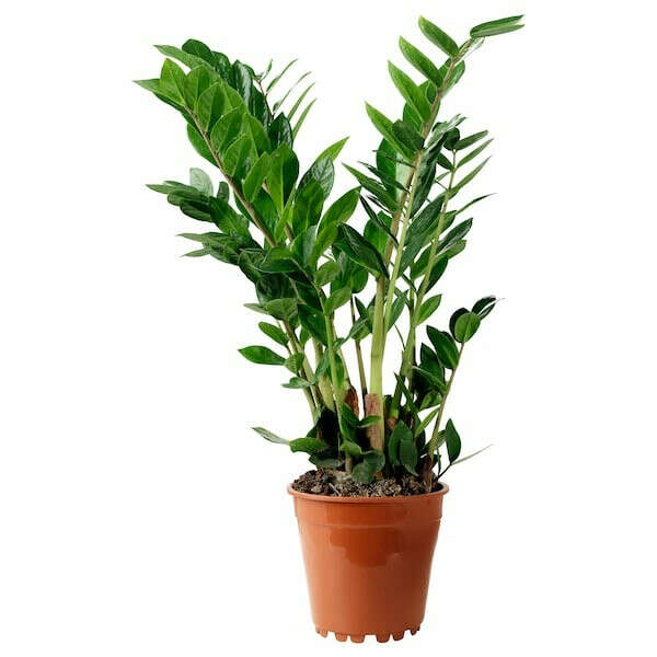 ЗАМИОКУЛКАС Растение в горшке, Замиокулкас по выгодной цене в интернет-магазине - IKEA
