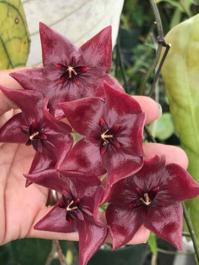 Hoya megalaster