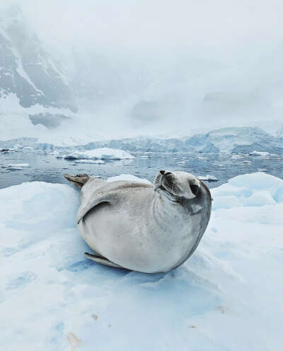 Travel to Antarctica