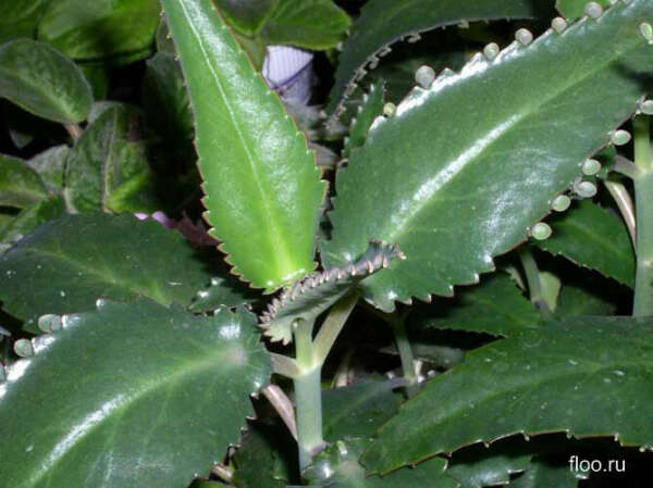 Каланхоэ перистое - растение в горшке
