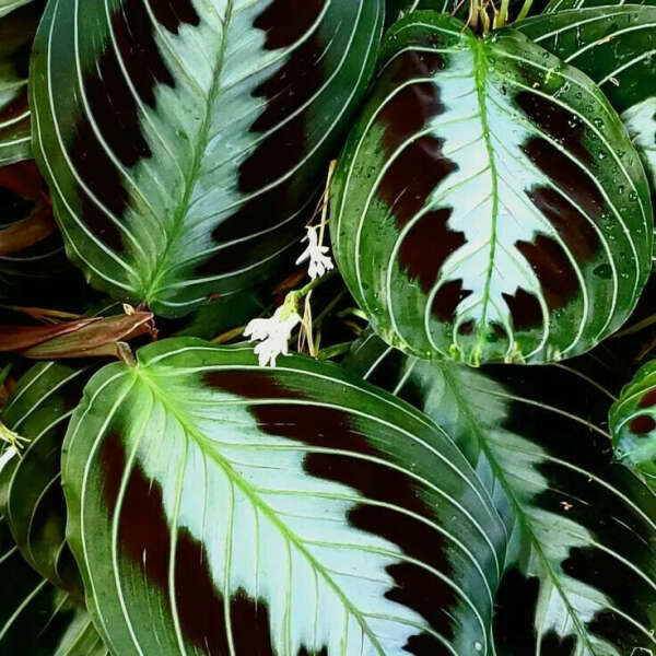 Maranta leuconeura Massangeana