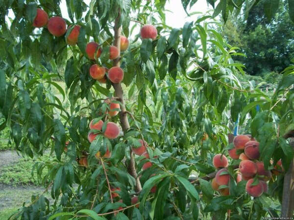 молдавские персики