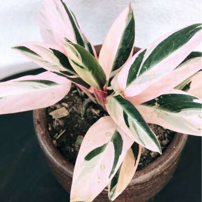 pinterest.ch Plant Stromanthe sanguinea &#039;Triostar&#039;, Calathea Triostar