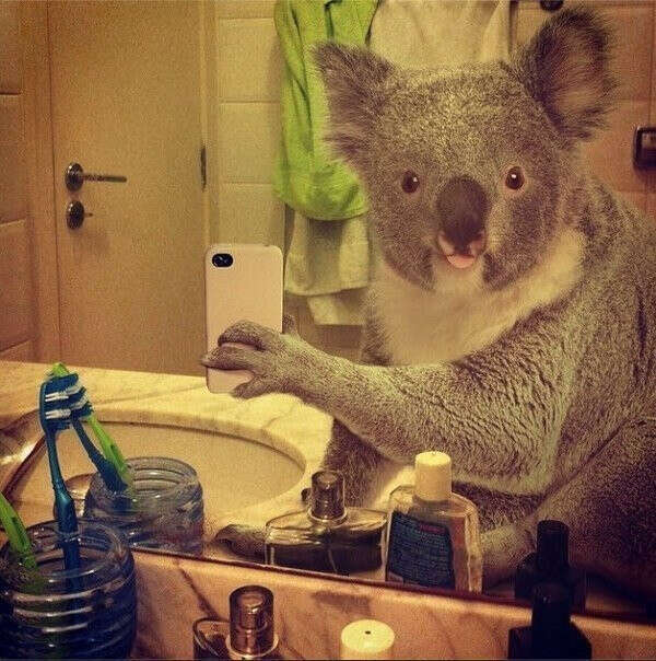 Понюхать маленькую коалу