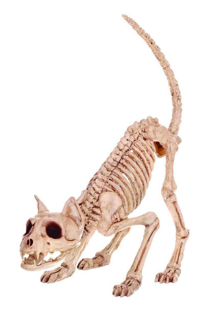 Cat Skeleton